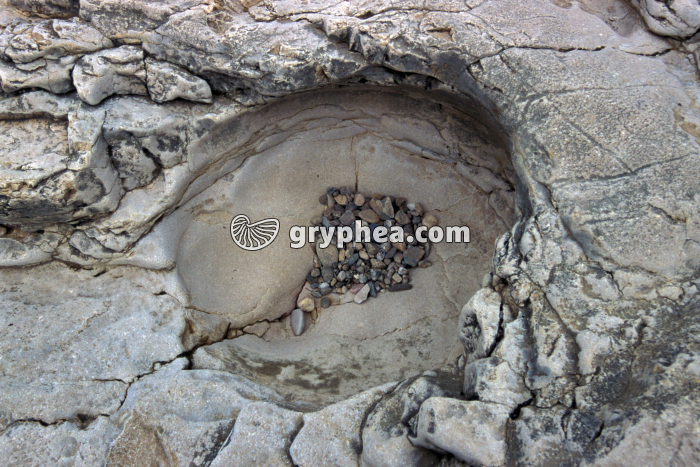 Marmite de géant (détail) - gryphea.org